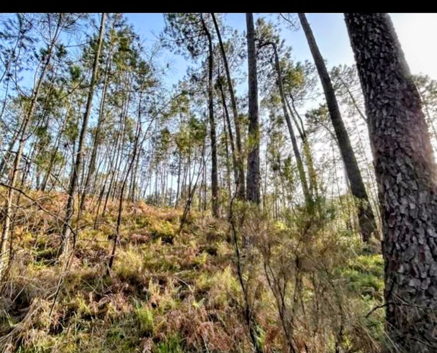 Pinhal para venda 30.000€