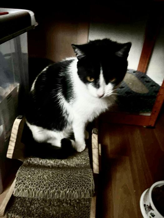 Kotek roczny do adopcji