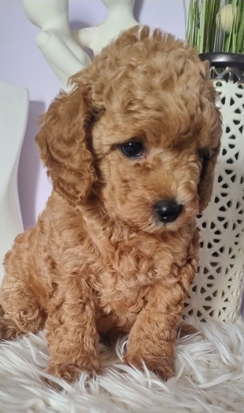 Pudel Toy - Red  - Cudowny Piesek - Wkrótce Do Odbioru!