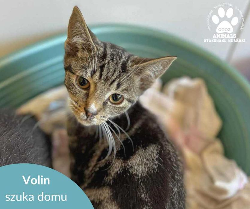 Mały, nieśmiały kotek Volin do adopcji