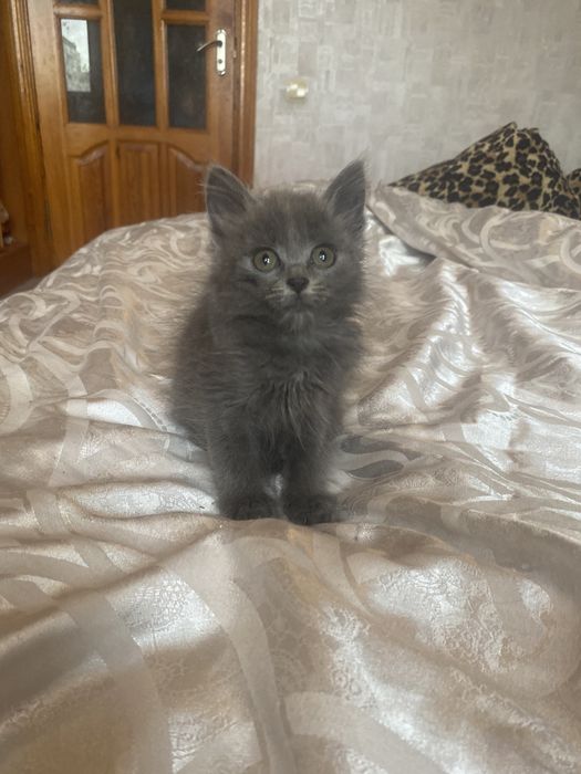 Самая классная малышка мейн - кун