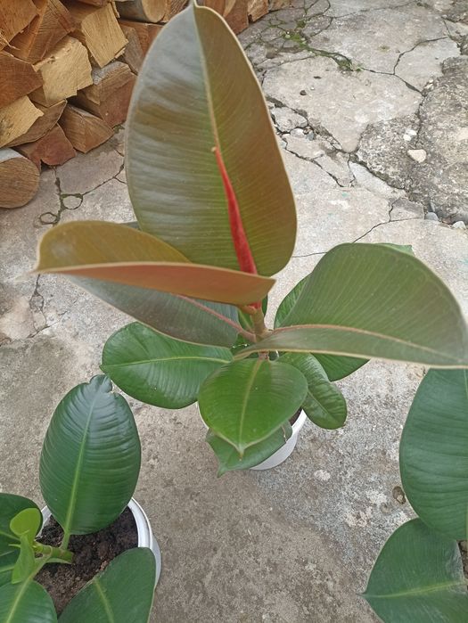 Фікуси.          .