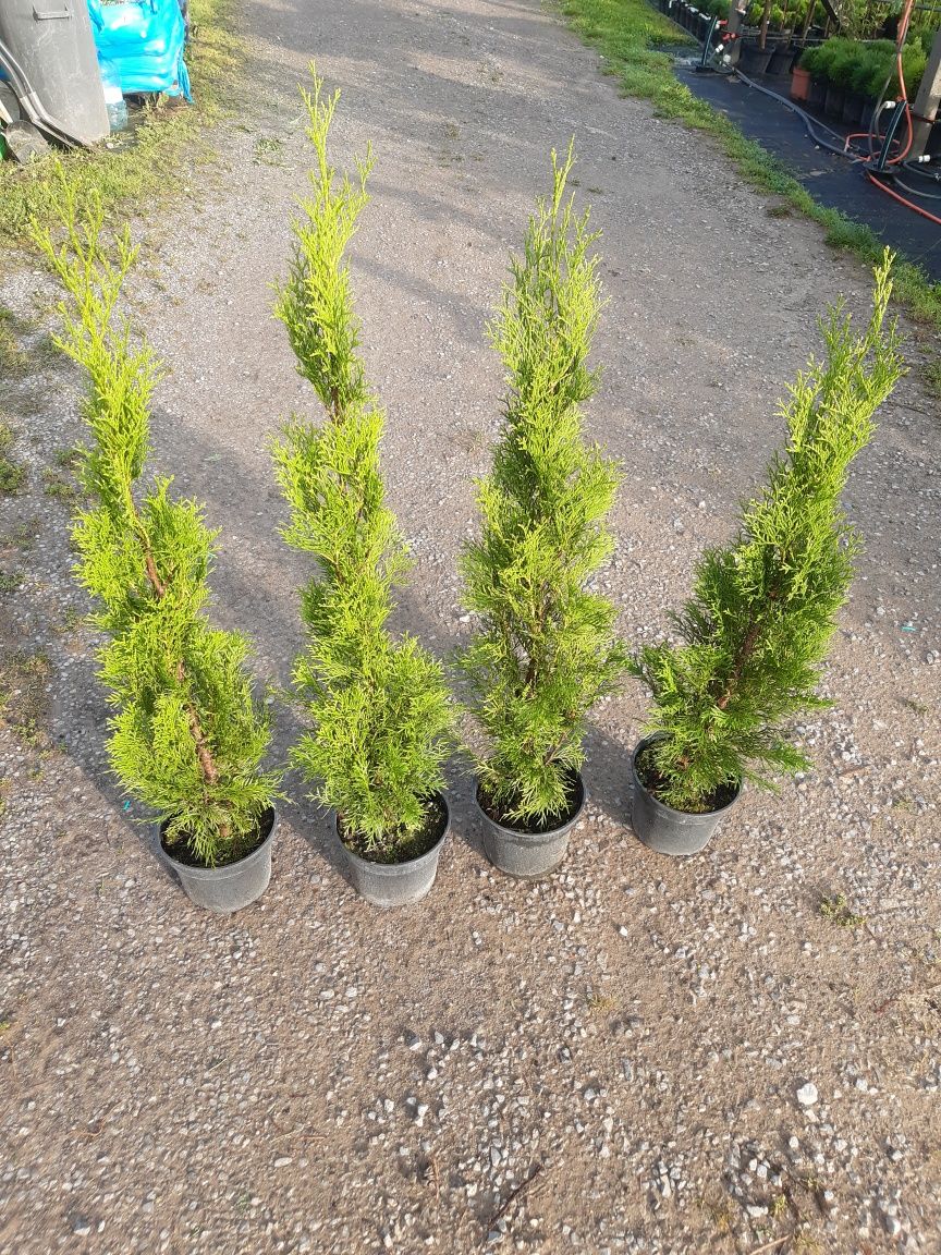 Tuja szmaragd  thuja szmaragd wys ok ok 1m