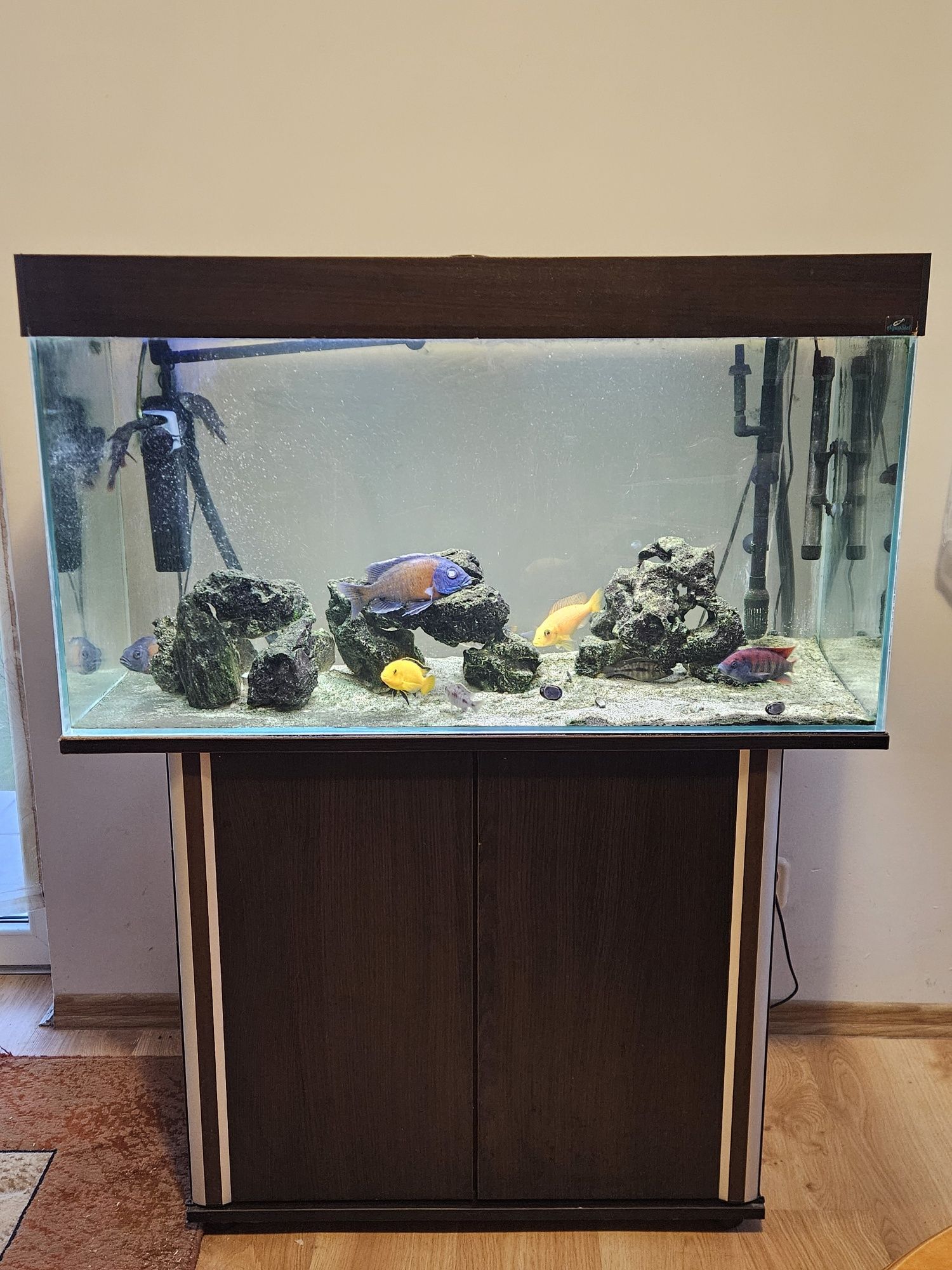 Akwarium 200l z szafką, filtr, oświetlenie + pyszczaki