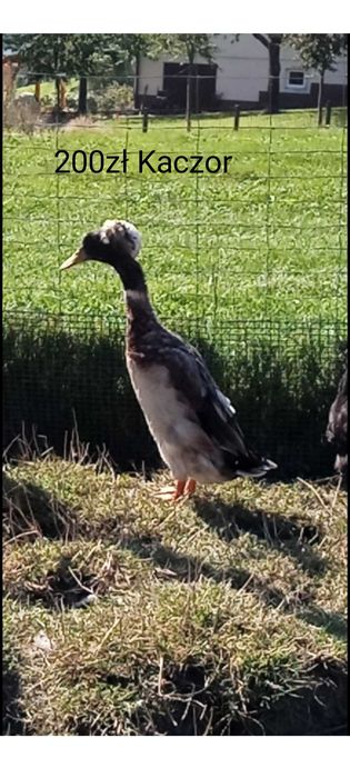 Biegusy indyjskie czubate