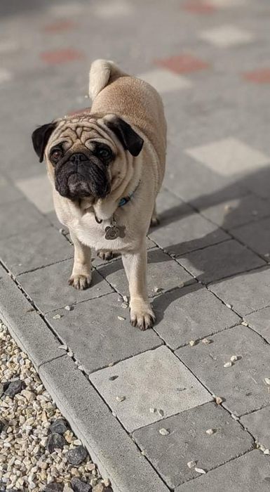 Мопс для в'язки!