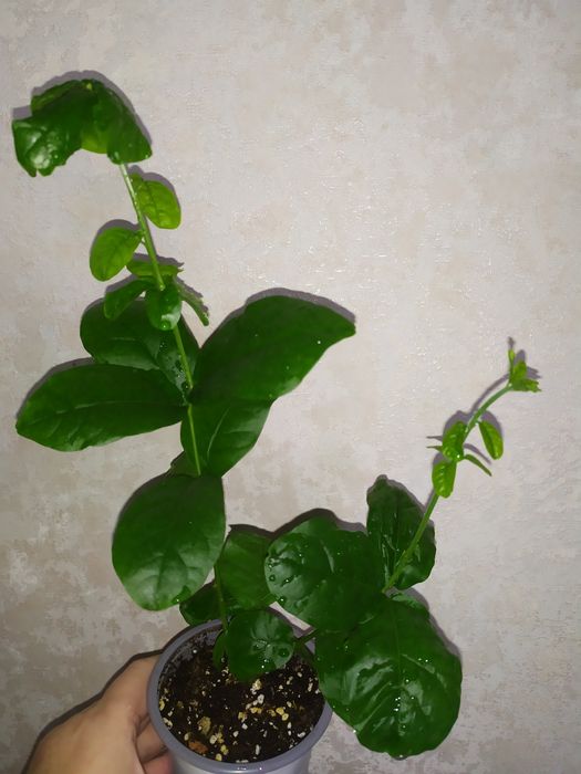 Жасмін Гранд Дюк