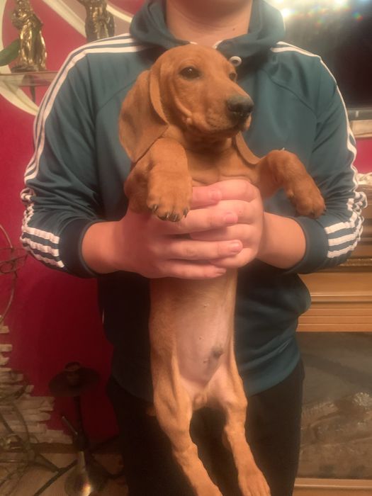 Продам цуценят Таксенят