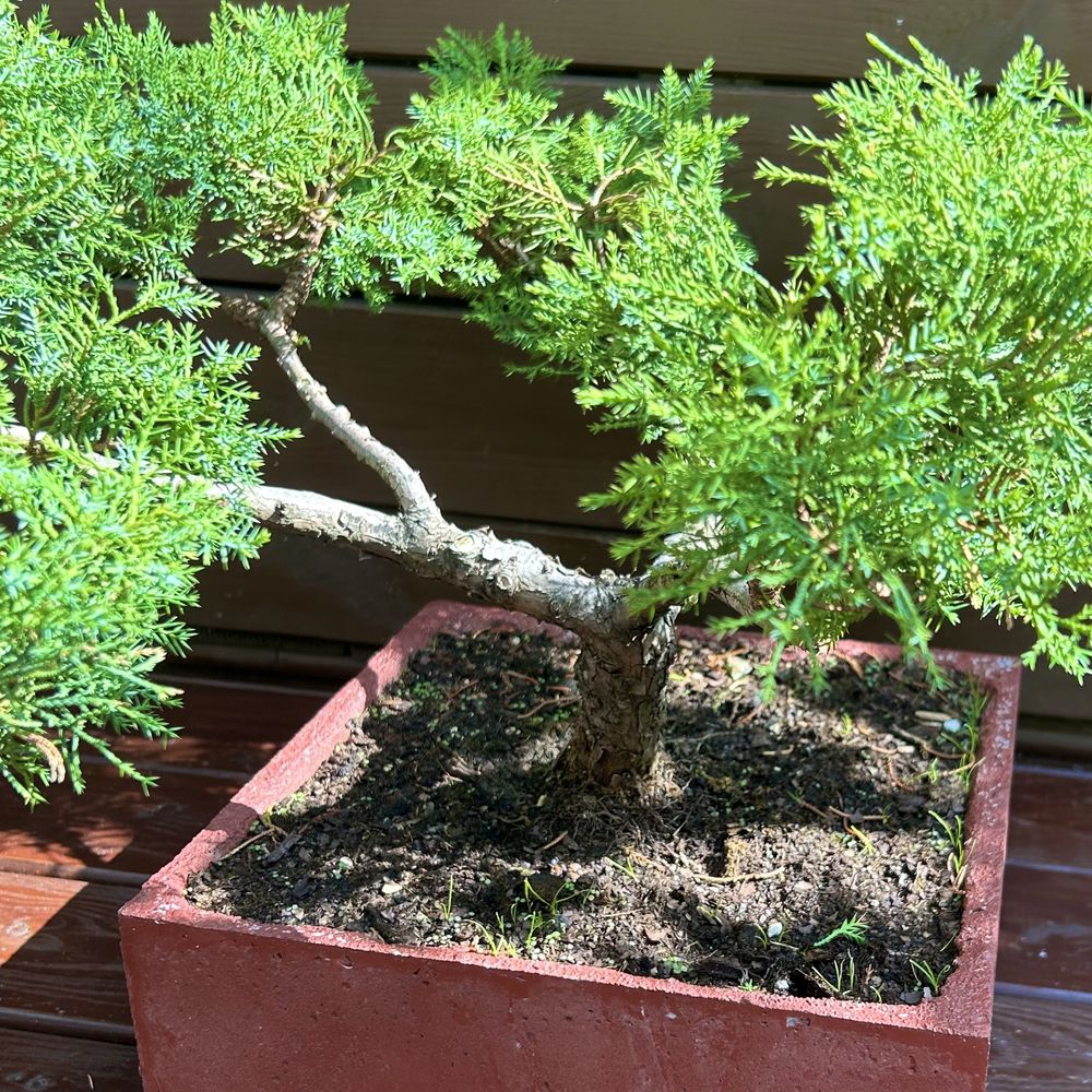 Ozdobne bonsai jałowiec w recznie wykonanej betonowej donicy