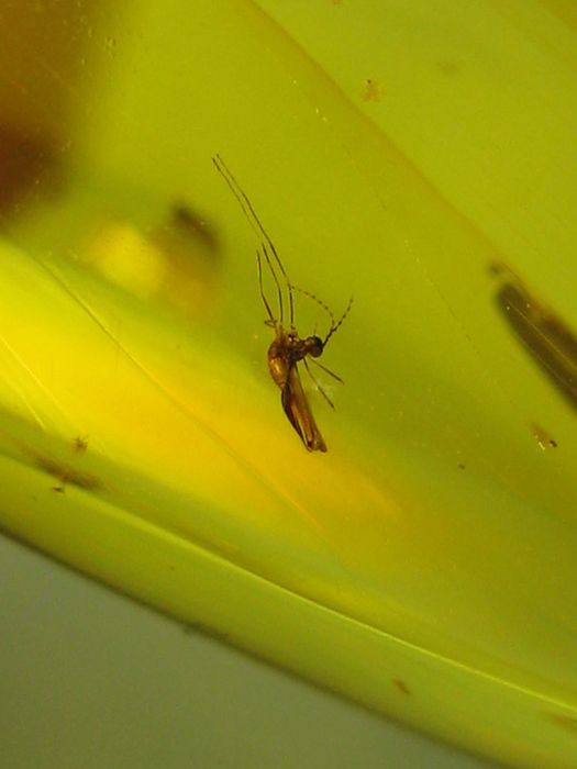 Чудовий подарунок.Янтарь натуральный 28,4 грамма с насекомым внутри