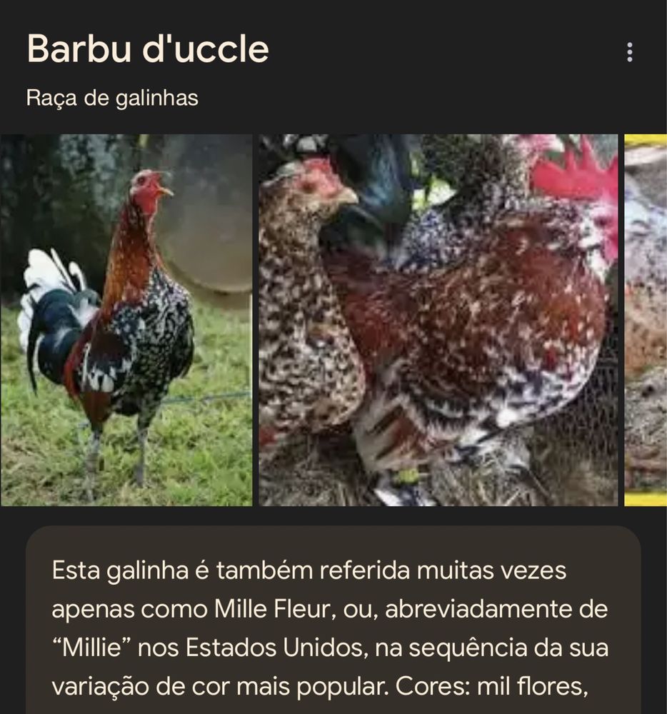 Dois Galos Mil Flores