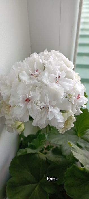 Пеларгонія сортова