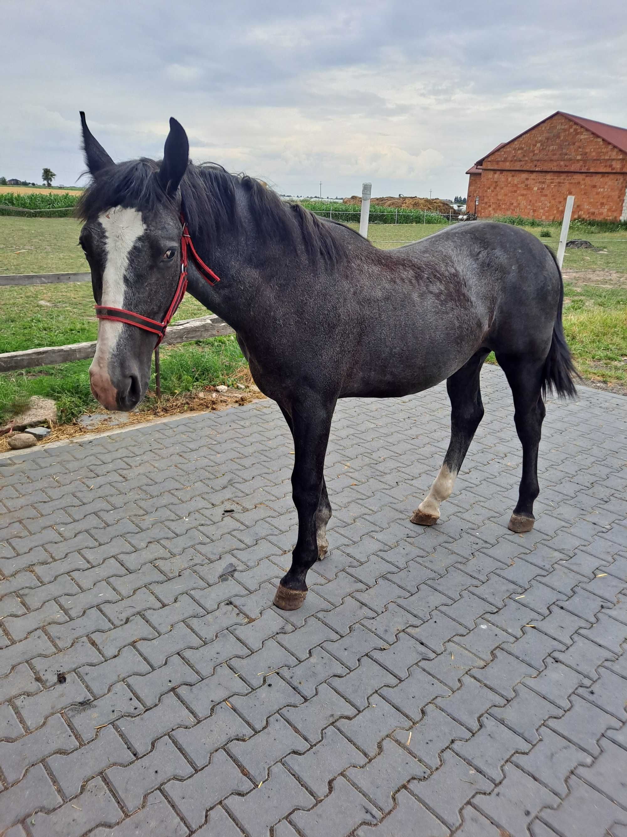 Sprzedam ßląskiego ogierka