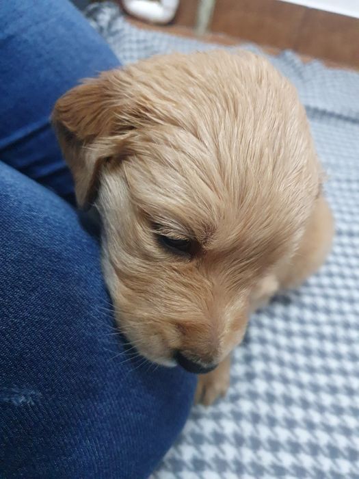 Golden Retriever linia amerykańska / piesek / szczeniak /rodowód ZK.PL
