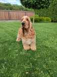 Cocker Spaniel Angielski