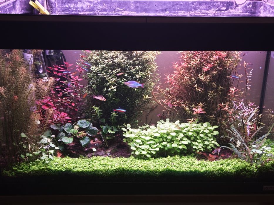 Várias plantas de aquário