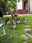 Szczeniaki Border Collie ZKWP FCI Klasyczne Ubarwienie