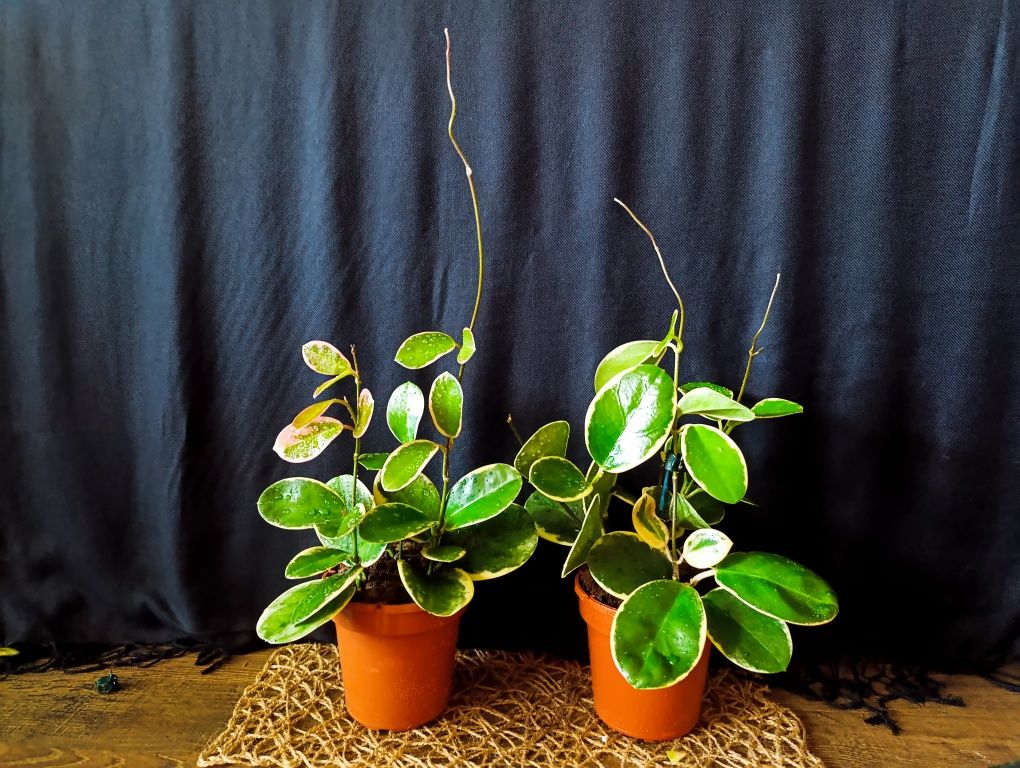Hoya Blonde Australis