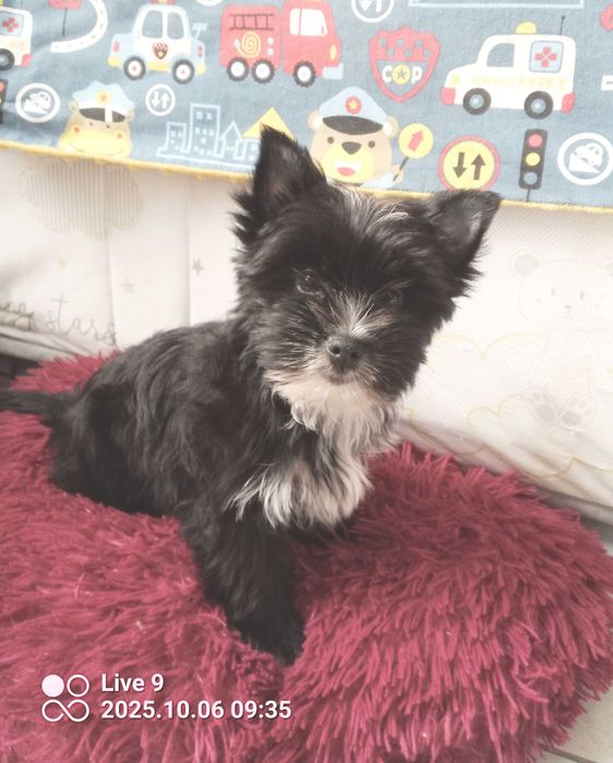 Yorkshire terrier chłopczyk Hugo