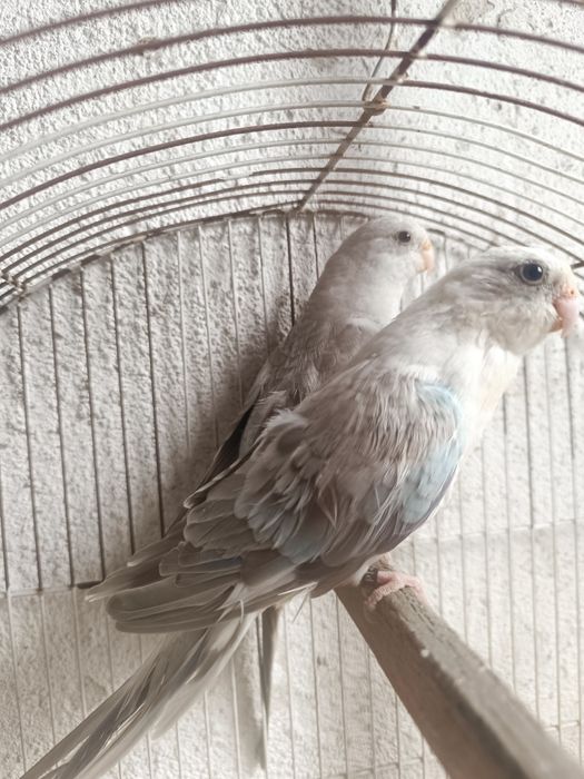 Vendo casais de red rumped