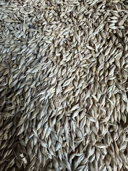 Jęczmień ozimy Jakubus