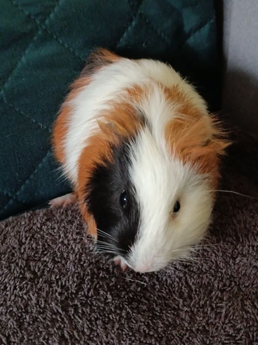 Świnki Morskie sprzedam