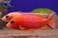 Aulonocara fire fish.Pyszczak z Malawi. Wysyłka. Hodowla