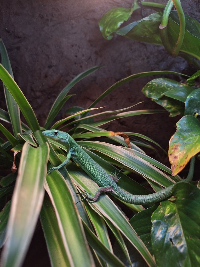 Gastropholis prasina gekon lamparci orzesiony