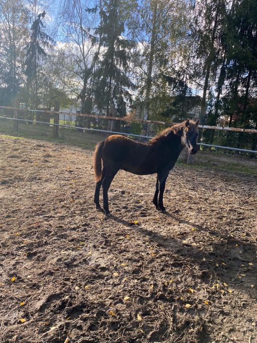 Ogierek Huculski Hucuł  Wekend