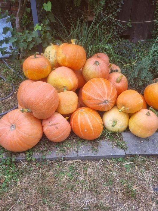 Dynia z własnej  uprawy