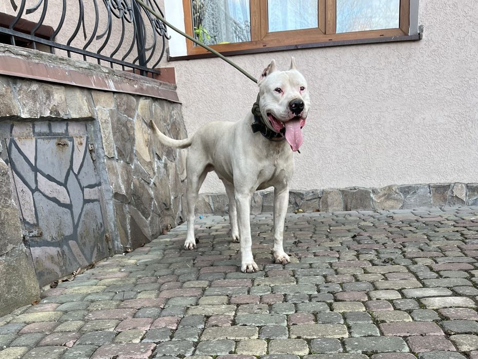 Кінологічна Школа продає Аргентинського Дога !!!
