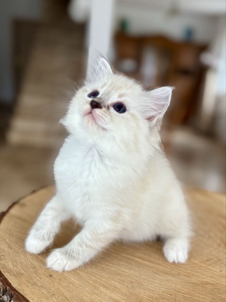 Ragdoll FPL kotka RAG n 04 21 z uprawnieniami hodowlanymi