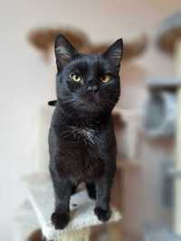 Cudowna kotka o czarnym umaszczeniu - ADOPTUJ