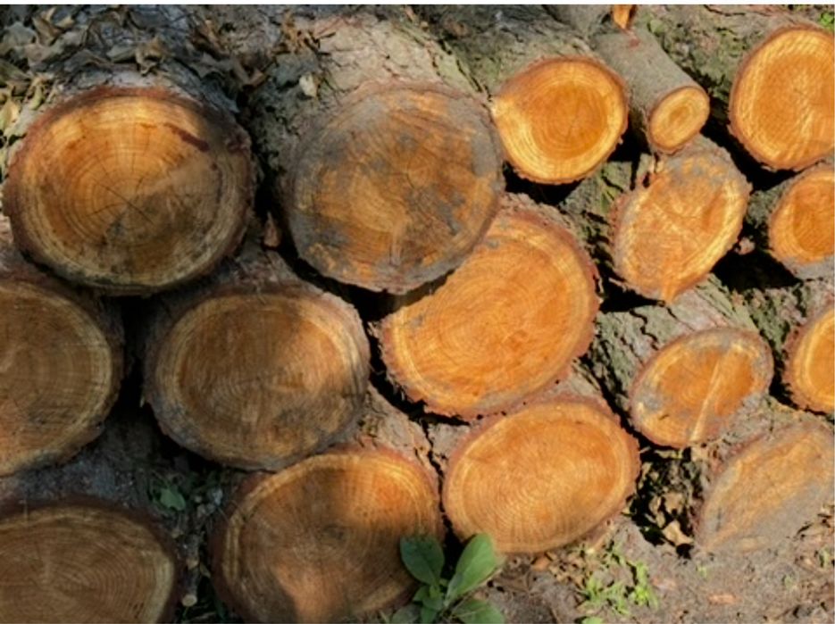 Drzewo do kominka , mieszane , Solec zdrój , 4-5 m3