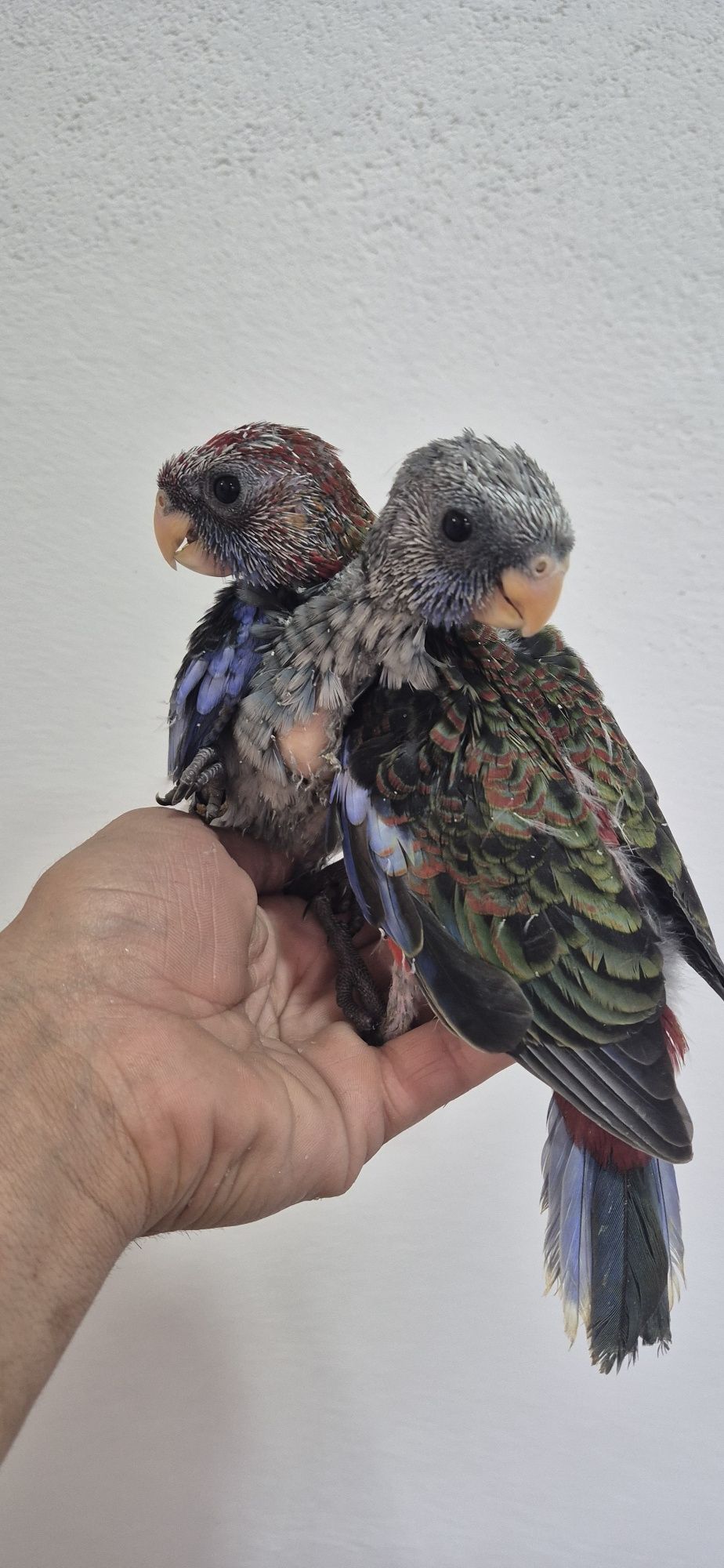 Roselas penantes criadas à mão