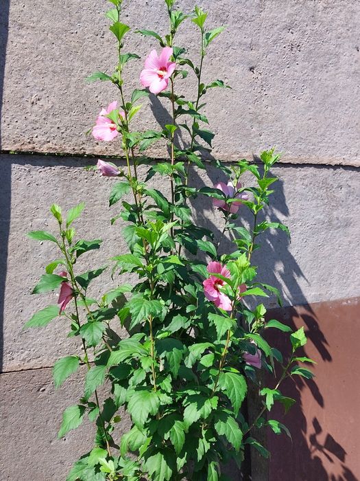 Гибискусы 3х-летние!Обмен!