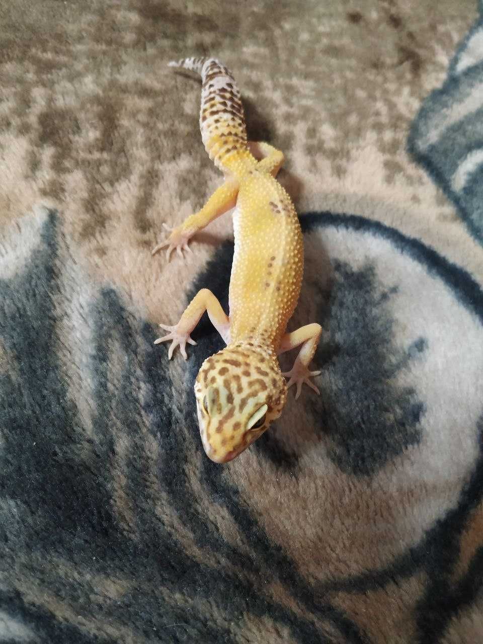 Эублефар. Леопардовый геккон. Hypo Tremper Albino