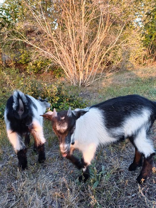 Продам козлят резвые.