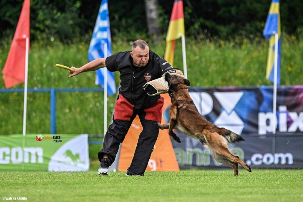 Owczarek belgijski malinois Canum Amicus FCI zapowiedz miotu