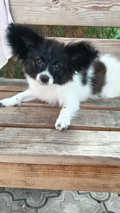 Очень красивая девочка папильон.