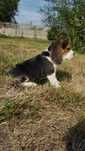 Beagle piękna sunia tricolor do odbioru