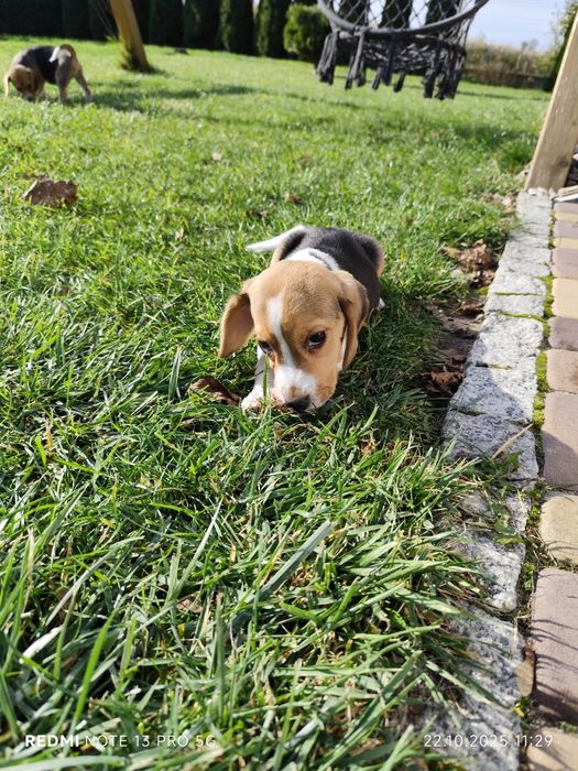 Wzorowy piesek Beagle gotowy do odbioru 3 szczepienia czip
