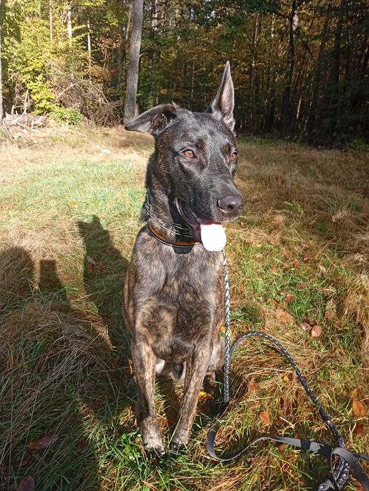 Owczarek holenderski