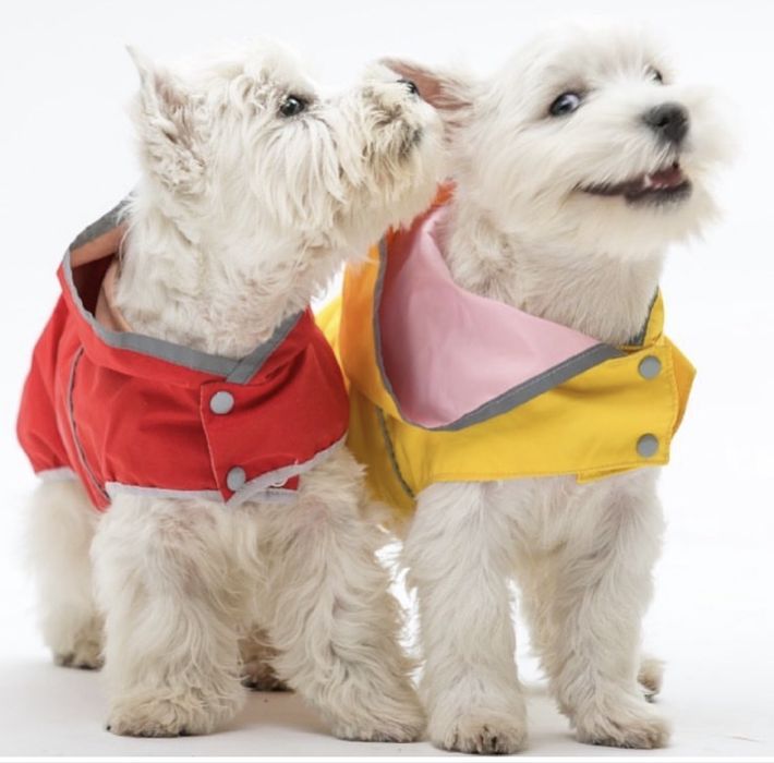 Щенки вест хайленд уайт терьер