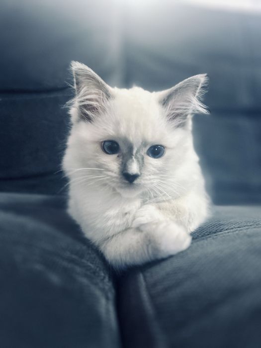 Kocięta kotka kocur Ragdoll FPL / FIFe