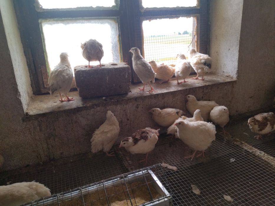 Jaja lęgowe przepiórek Texas wysyłka