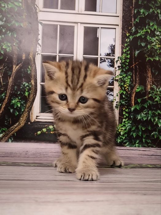 Мармуровий котик. Шотландський кіт