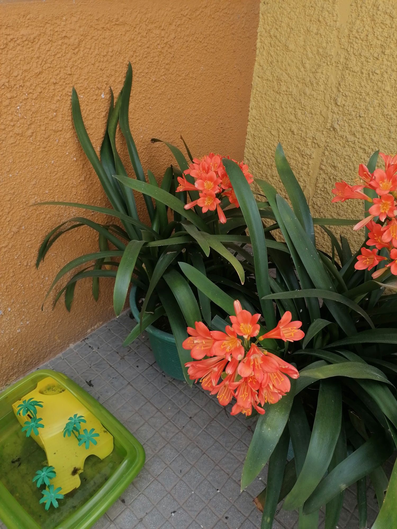 Clivias naturais