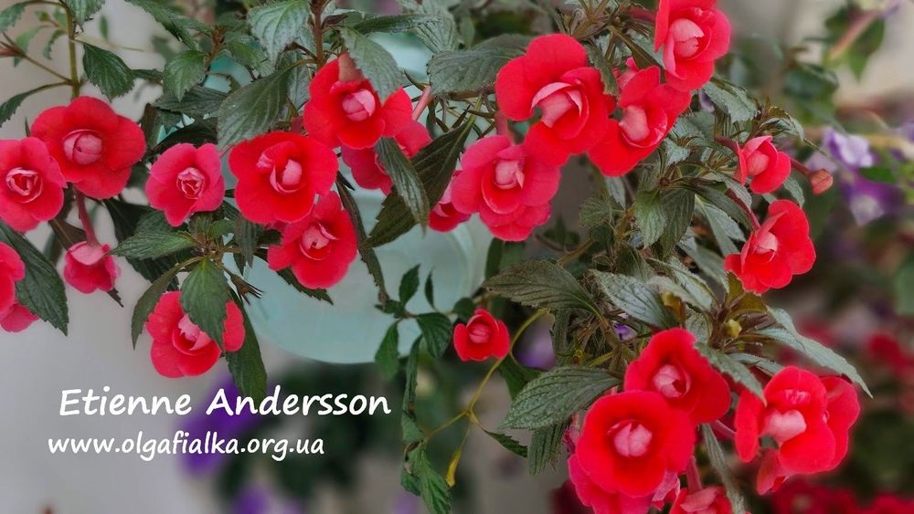 Ахіменеси. Кімнатні квіти. Ризоми в асортименті