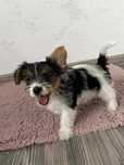 York Terrier Biewer